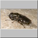 Eumerus sp - Schwebfliege 03 6mm.jpg